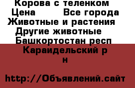 Корова с теленком › Цена ­ 69 - Все города Животные и растения » Другие животные   . Башкортостан респ.,Караидельский р-н